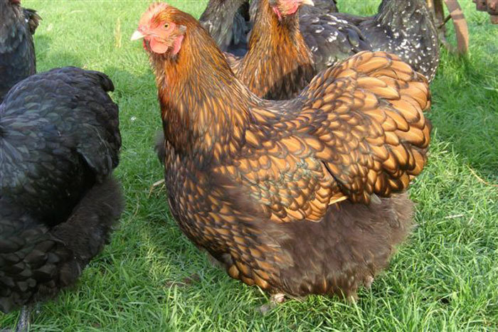 huhn06 - Orpington