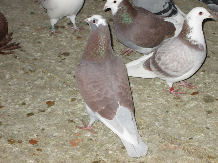 roman 1515 - voiajori