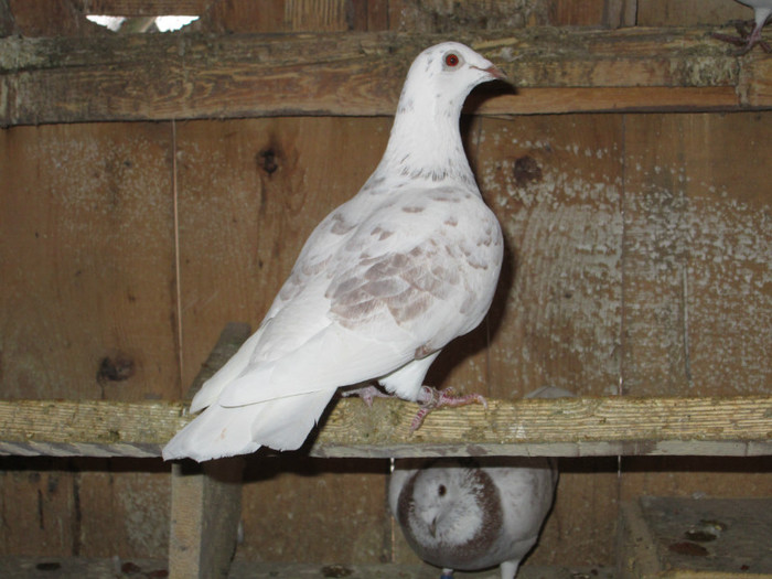 roman 1544 - voiajori