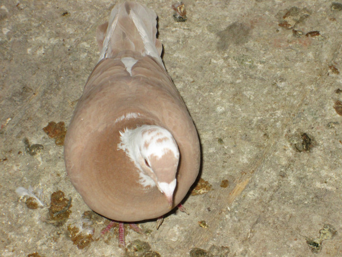 roman 1545 - voiajori