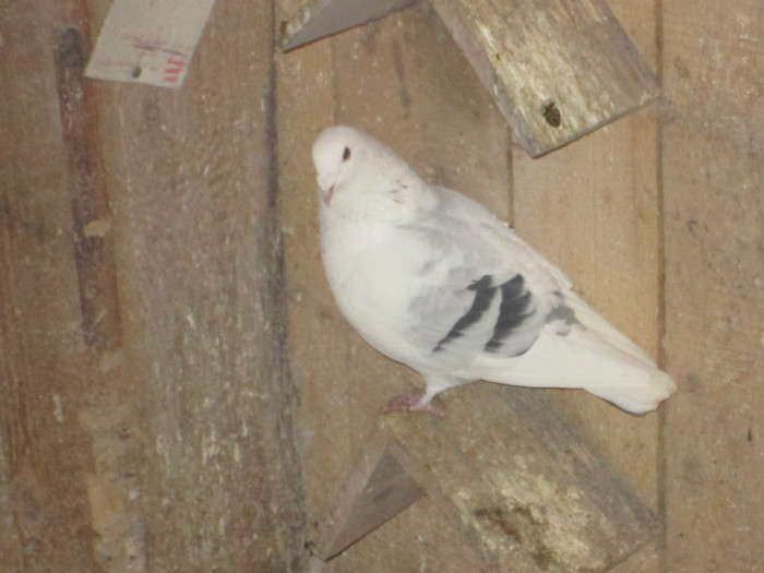 roman 1547 - voiajori