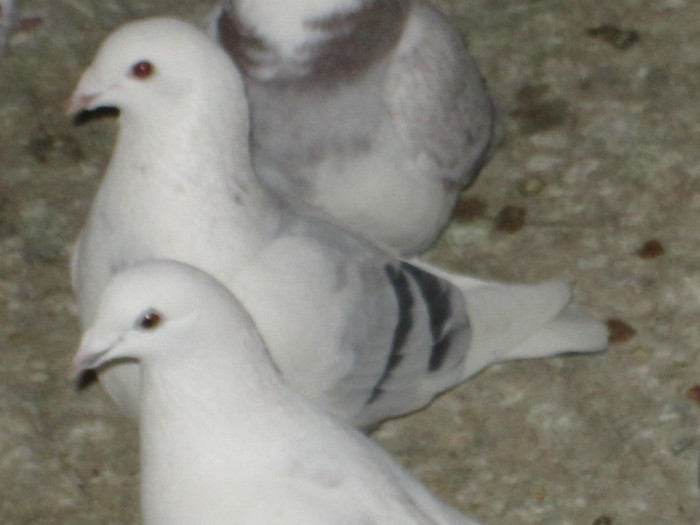 roman 1548 - voiajori