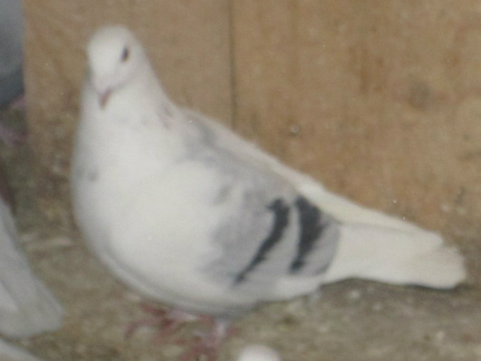 roman 1551 - voiajori