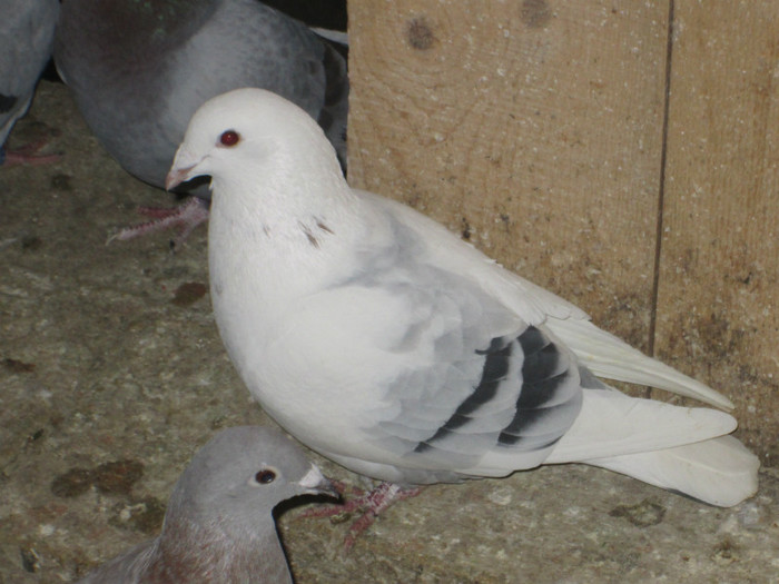 roman 1552 - voiajori