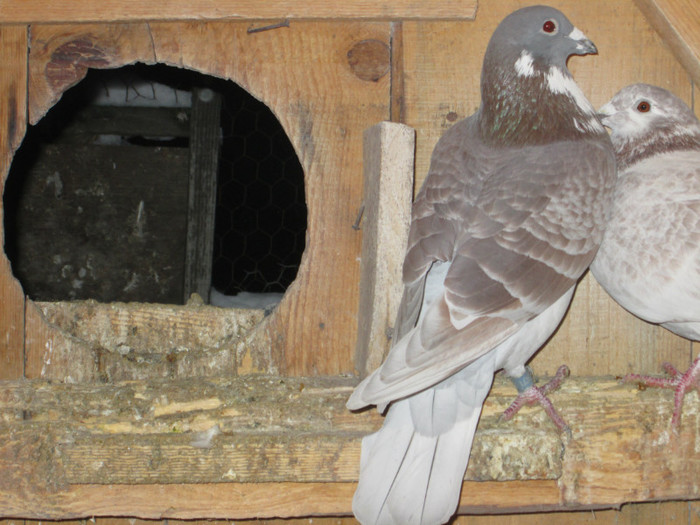 roman 1560 - voiajori