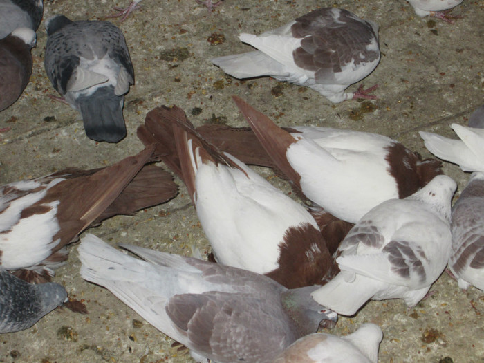 roman 1476 - voiajori