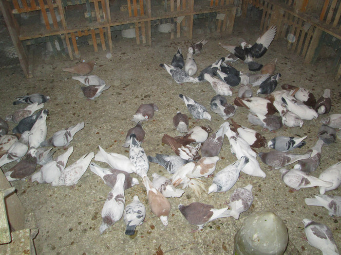 roman 1477 - voiajori