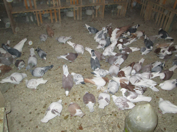 roman 1478 - voiajori