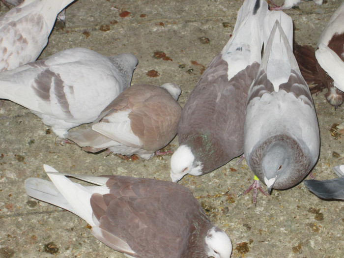 roman 1479 - voiajori