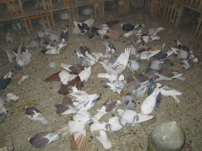 roman 1474 - voiajori