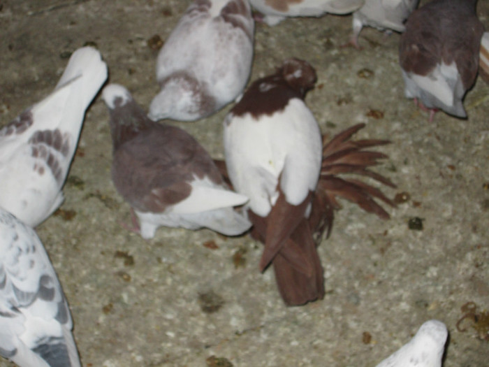 roman 1482 - voiajori