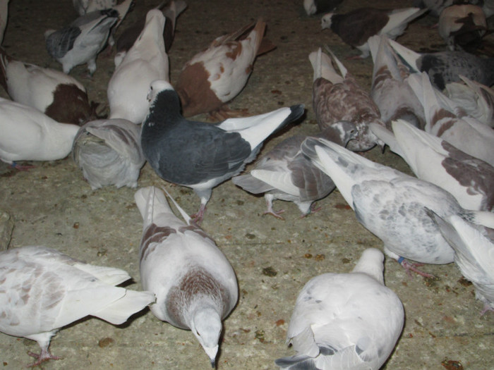 roman 1483 - voiajori