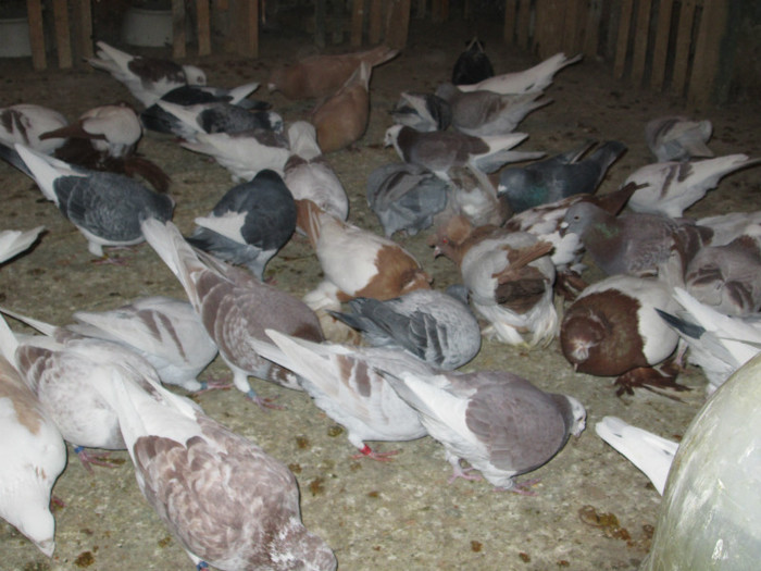 roman 1484 - voiajori