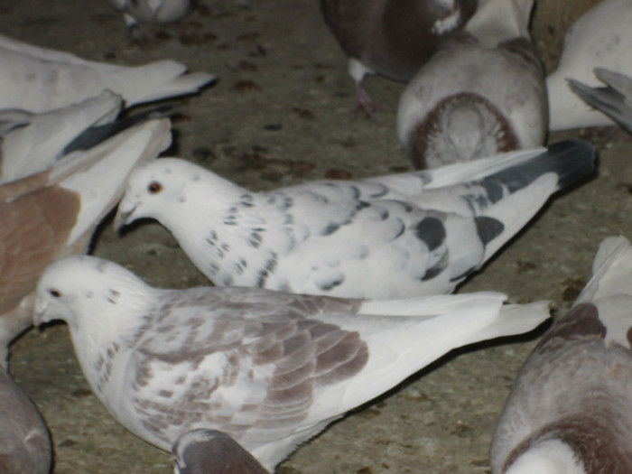 roman 1485 - voiajori