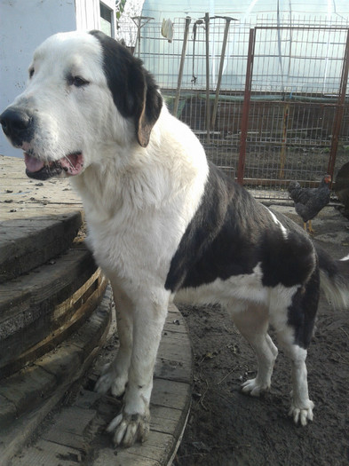 20121205_133418 - CIOBANESTI  DE BUCOVINA