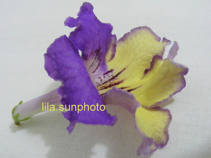  - streptocarpus 6082