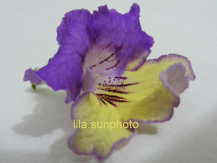  - streptocarpus 6082