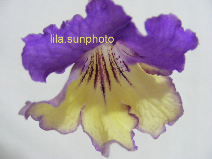  - streptocarpus 6082