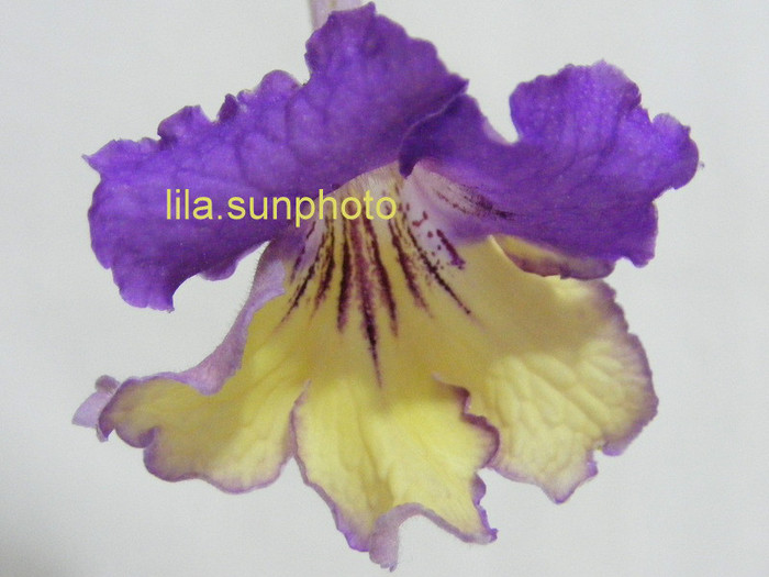  - streptocarpus 6082