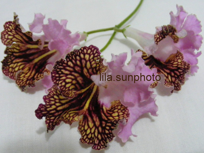  - streptocarpus DRAKO