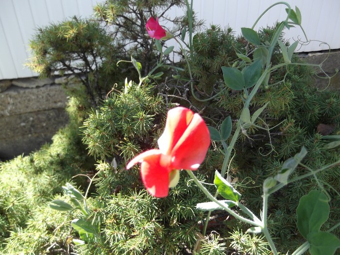 DSCF5493 - florile mele