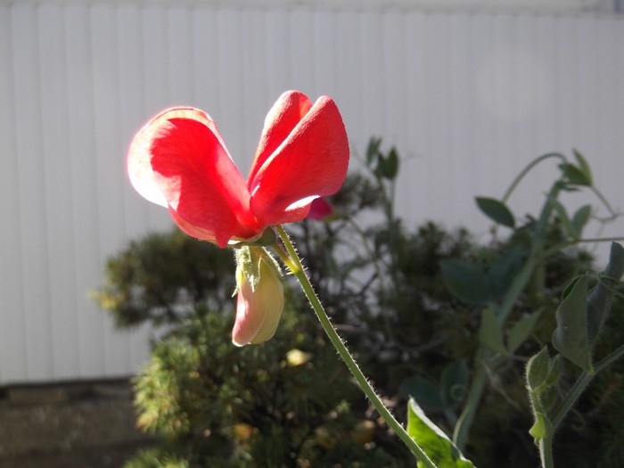DSCF5494