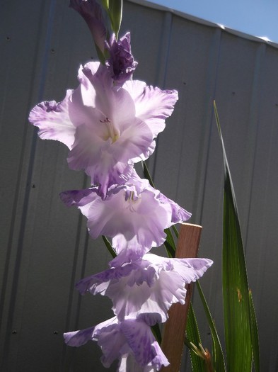 DSCF5501