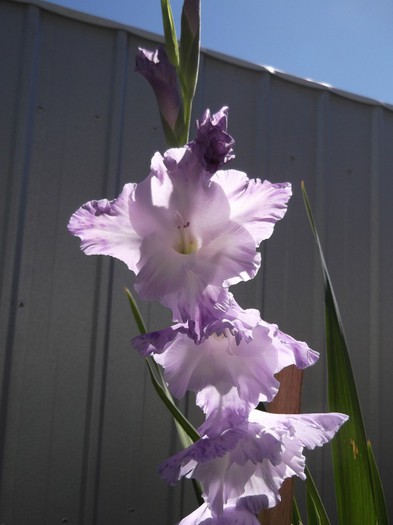 DSCF5502