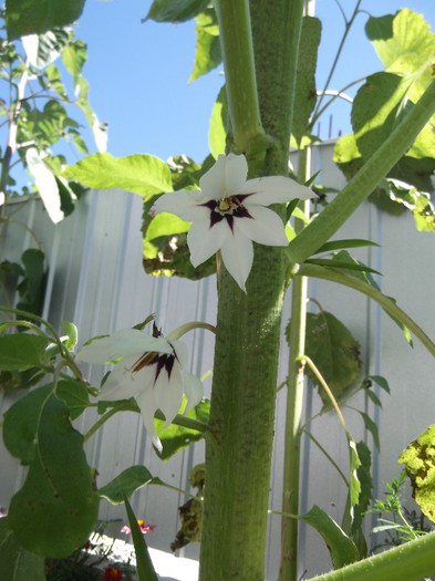 DSCF5509 - florile mele