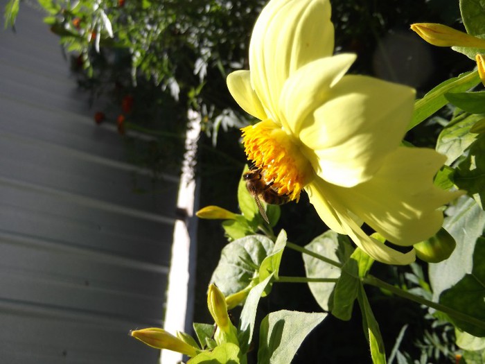 DSCF5511 - florile mele