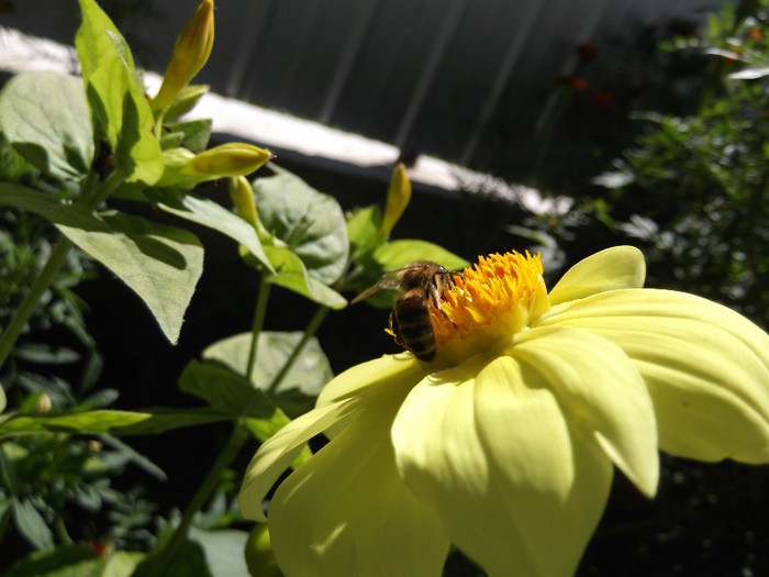 DSCF5512 - florile mele