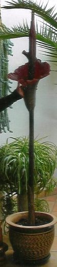 Amorphophallus - Flori in curtea casei
