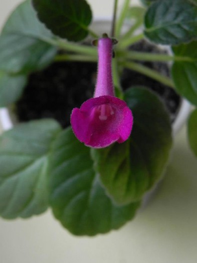 Ozark Rosy Cheeks - Sinningia