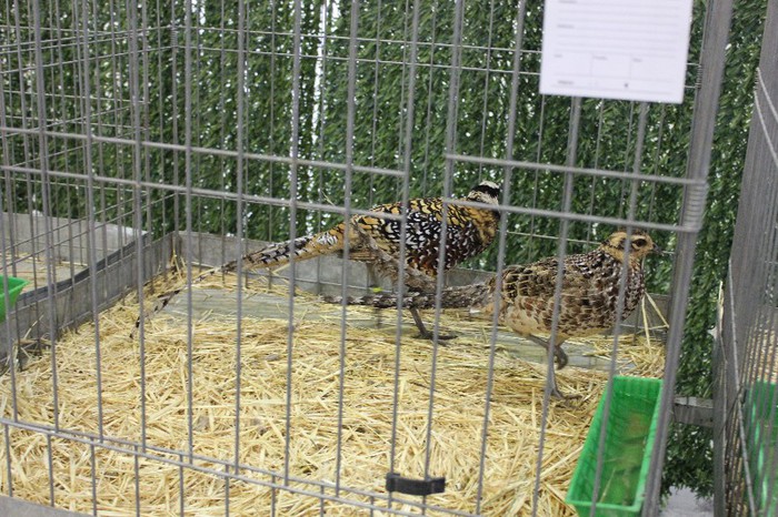 IMG_5006 - porumbei la expo Talavera de la Reina