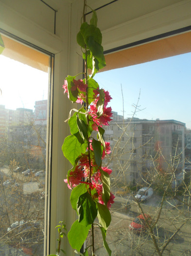 double pink - bouganvillea in decembrie