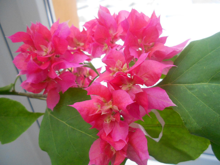 double pink - bouganvillea in decembrie