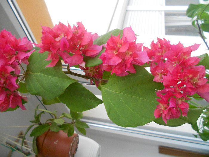 double pink - bouganvillea in decembrie