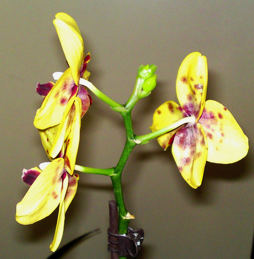 Boboci noi - Phalaenopsis 1