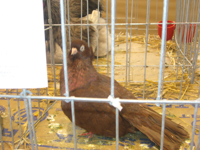 IMG_2896 - expozitie de pasari si animale cu blana