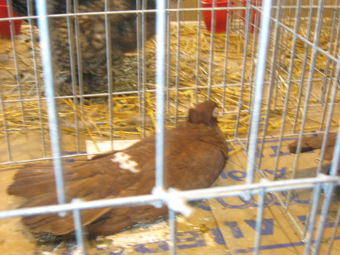 IMG_2897 - expozitie de pasari si animale cu blana