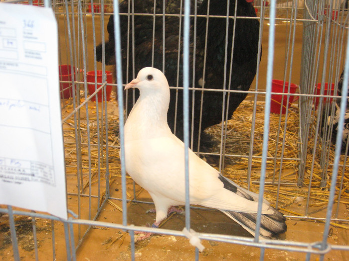 IMG_2898 - expozitie de pasari si animale cu blana