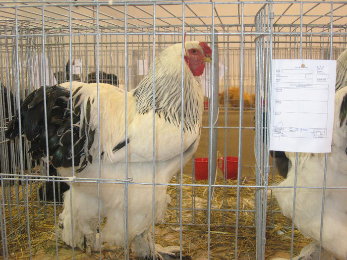 IMG_2902 - expozitie de pasari si animale cu blana