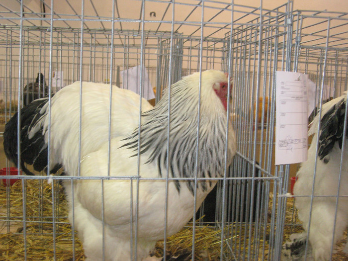 IMG_2903 - expozitie de pasari si animale cu blana