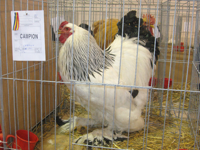 IMG_2904 - expozitie de pasari si animale cu blana