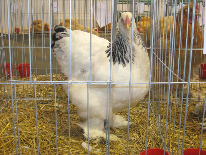 IMG_2906 - expozitie de pasari si animale cu blana