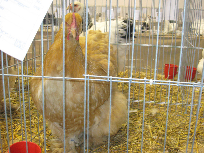 IMG_2907 - expozitie de pasari si animale cu blana