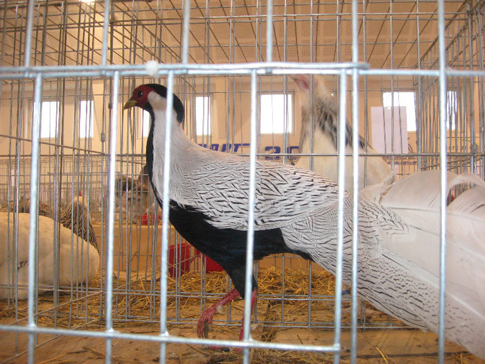 IMG_2936 - expozitie de pasari si animale cu blana