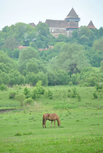 medieval... - Peisaje si animale