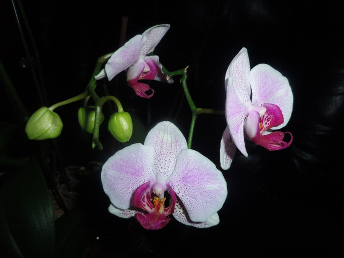 06 dec. 2012 - 2012 Orhidee