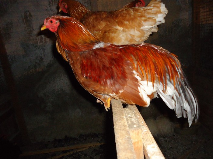 cocos mai 2012 - de vanzare